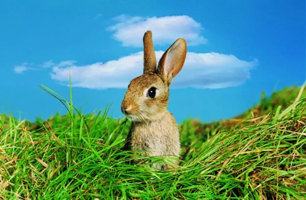 Would You Want Your Kids&#8217; Teacher to Kill a Rabbit in Class?
