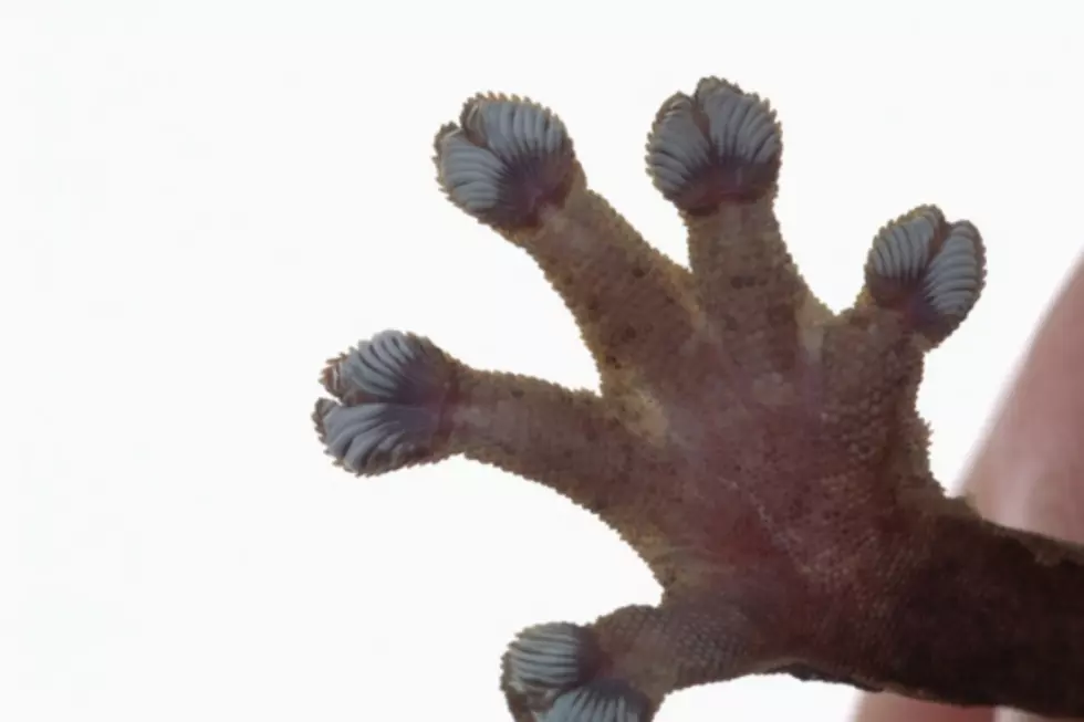 Gecko Gloves Grip Grateful Grabbers
