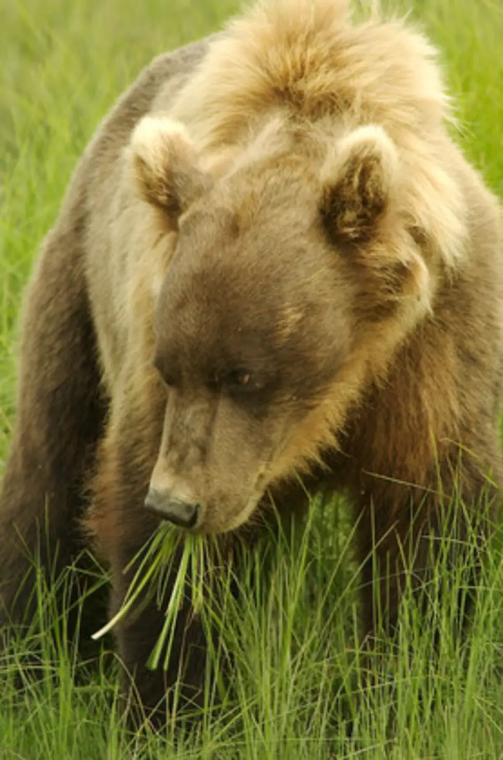 Giant Grizzly Bear Chases Bicyclist!