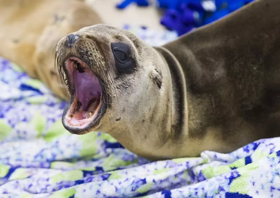 San Diego Fisher Dragged Overboard by Sea Lion