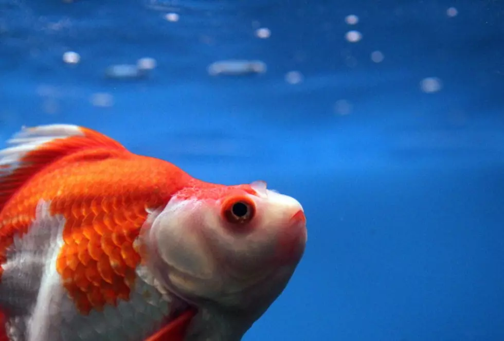 Humans Have Smaller Attention Spans then a Goldfish