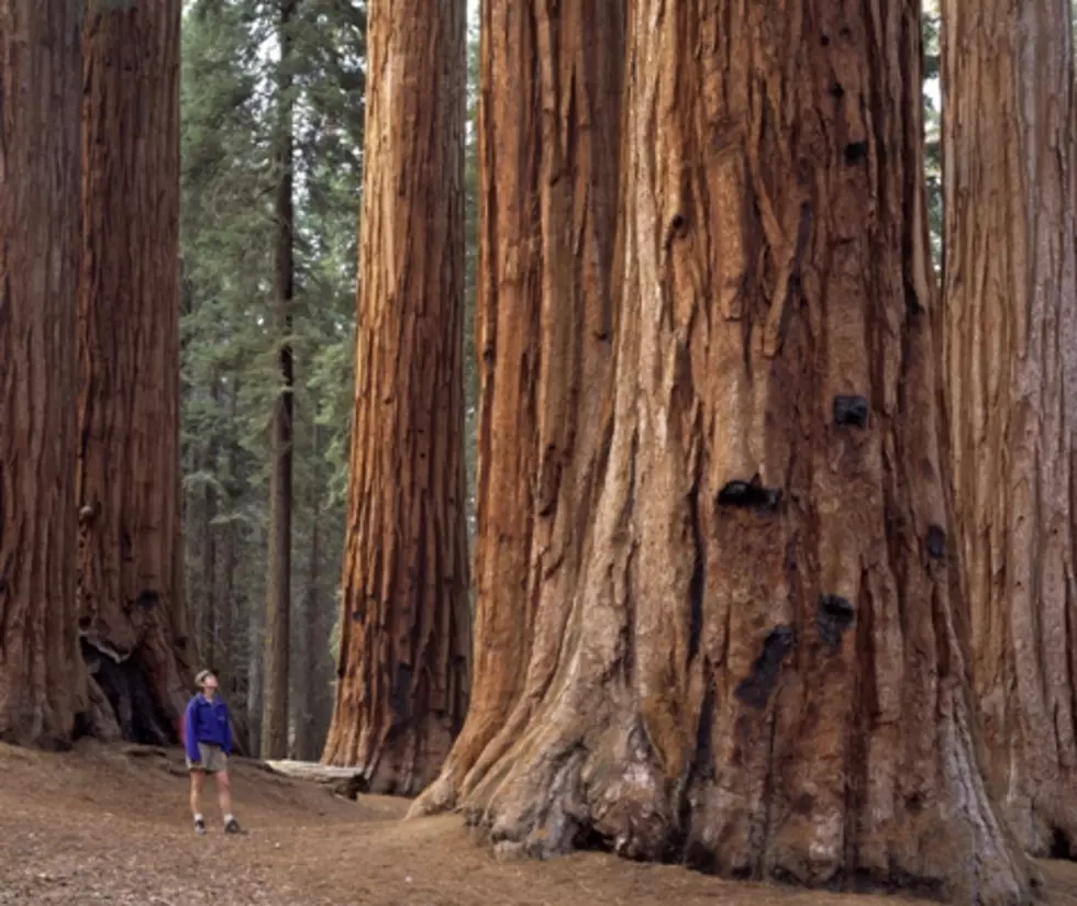 Tallest Redwood is Big For Its Age