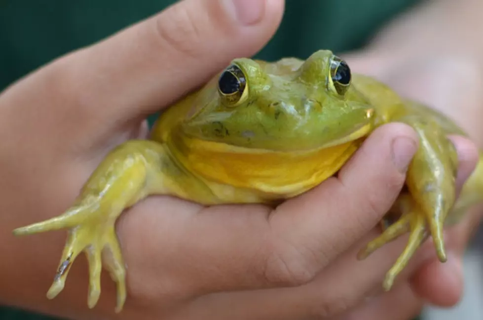 Live Frog in Bag of Salad! [VIDEO]