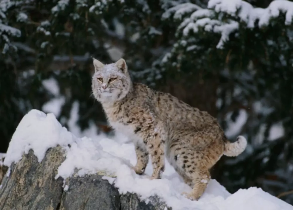 Bobcat Attacks Turkey Hunter