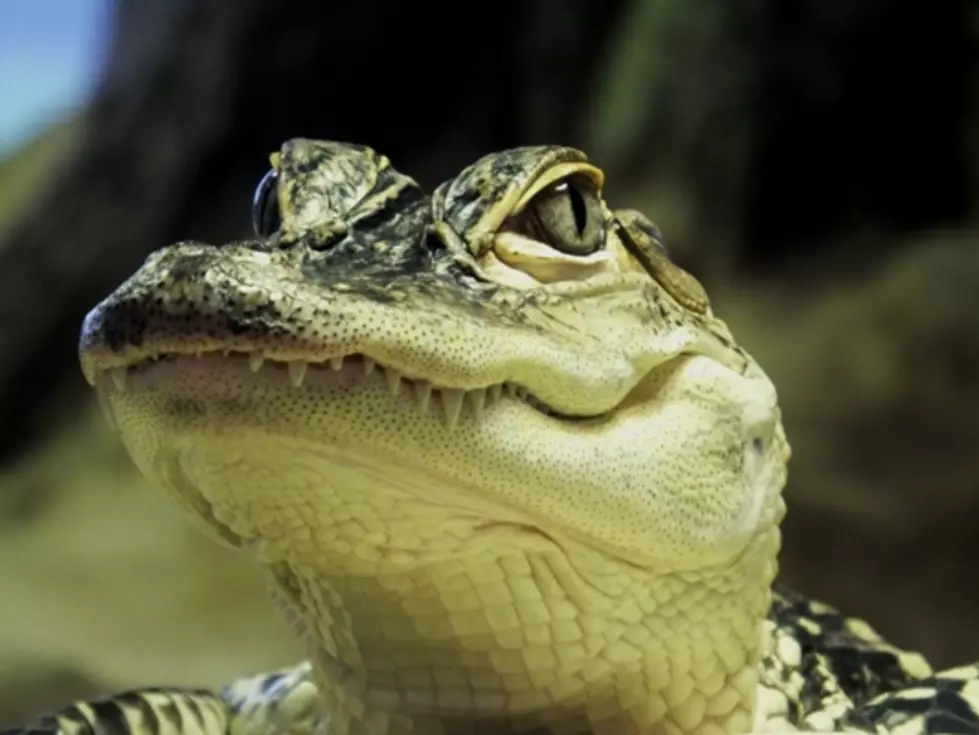 Is an Alligator a Deadly Weapon?