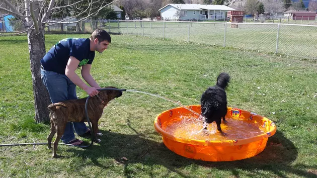 Koda and Gypsy Trying Out Their New Pool!