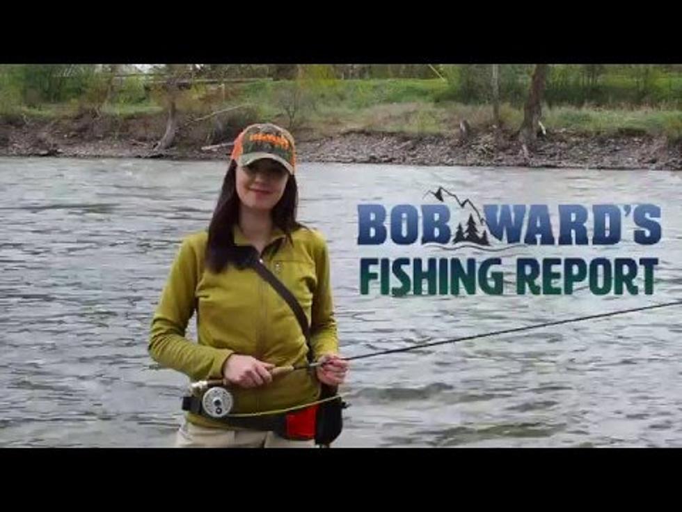 Bob Wards Fishing Report (Sponsored)