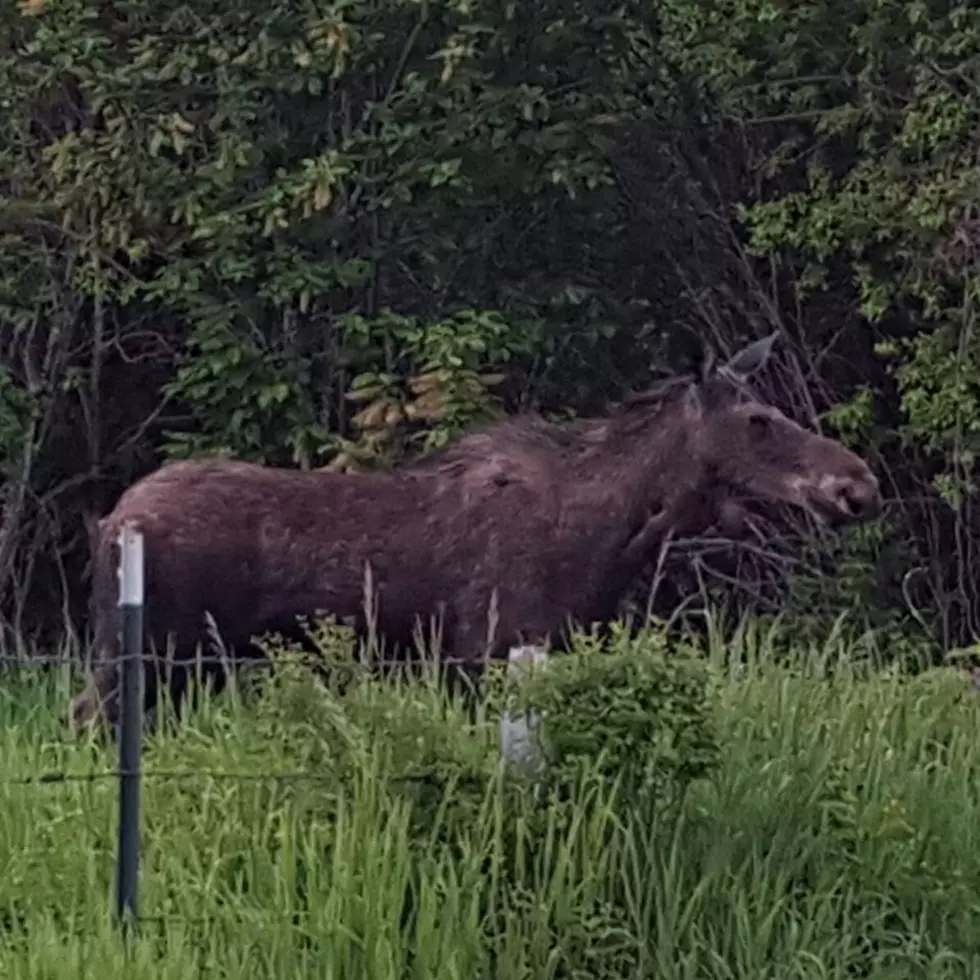 Mama and Baby Moose Sighting Up Nine Mile