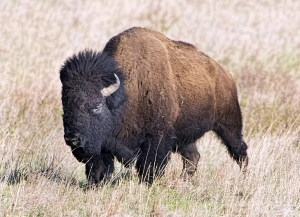 Every Montana Home Needs a Housebroken Bison