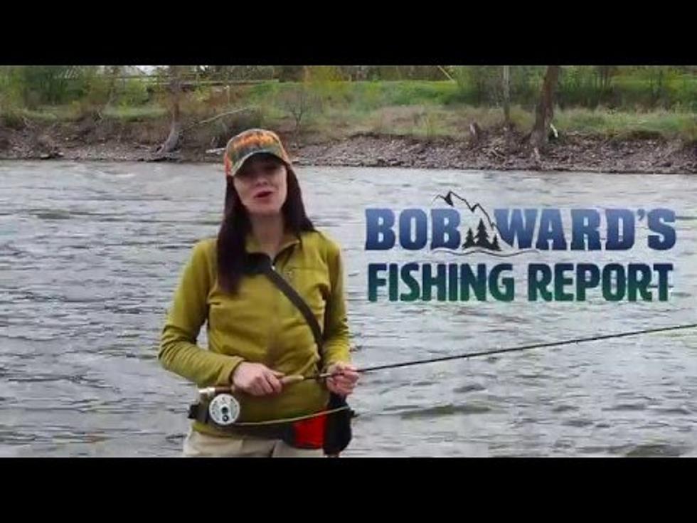 Bob Wards Fishing Report