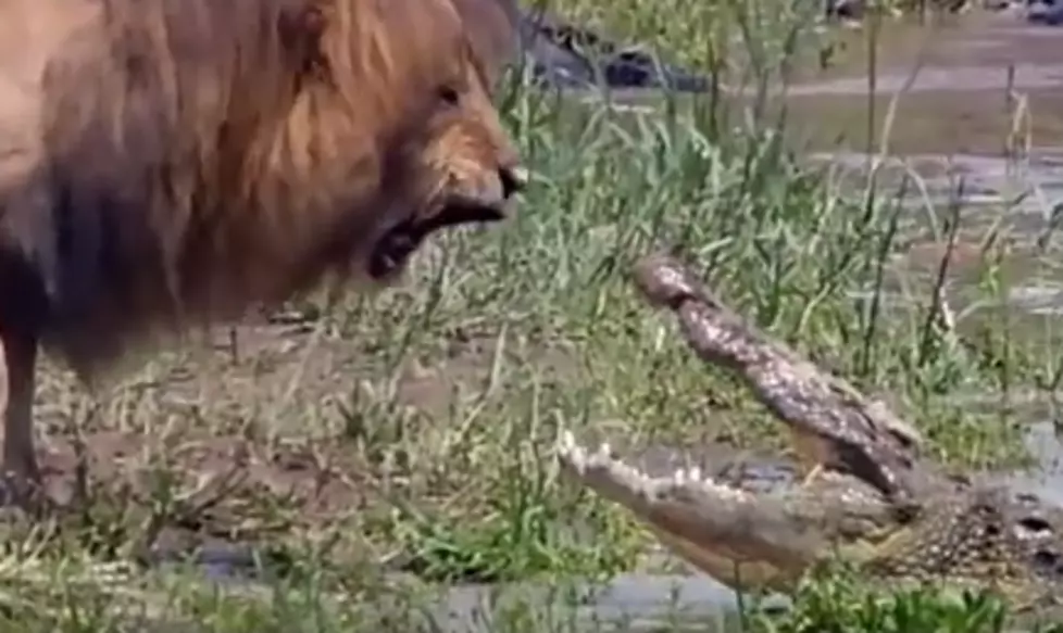 Lion vs Crocodile! Who Backs Down? [VIDEO]