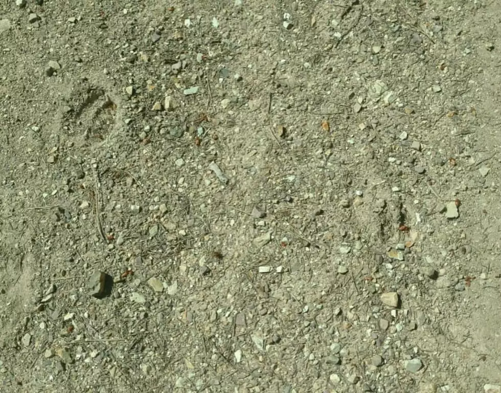 Can you Identify These Animal Tracks