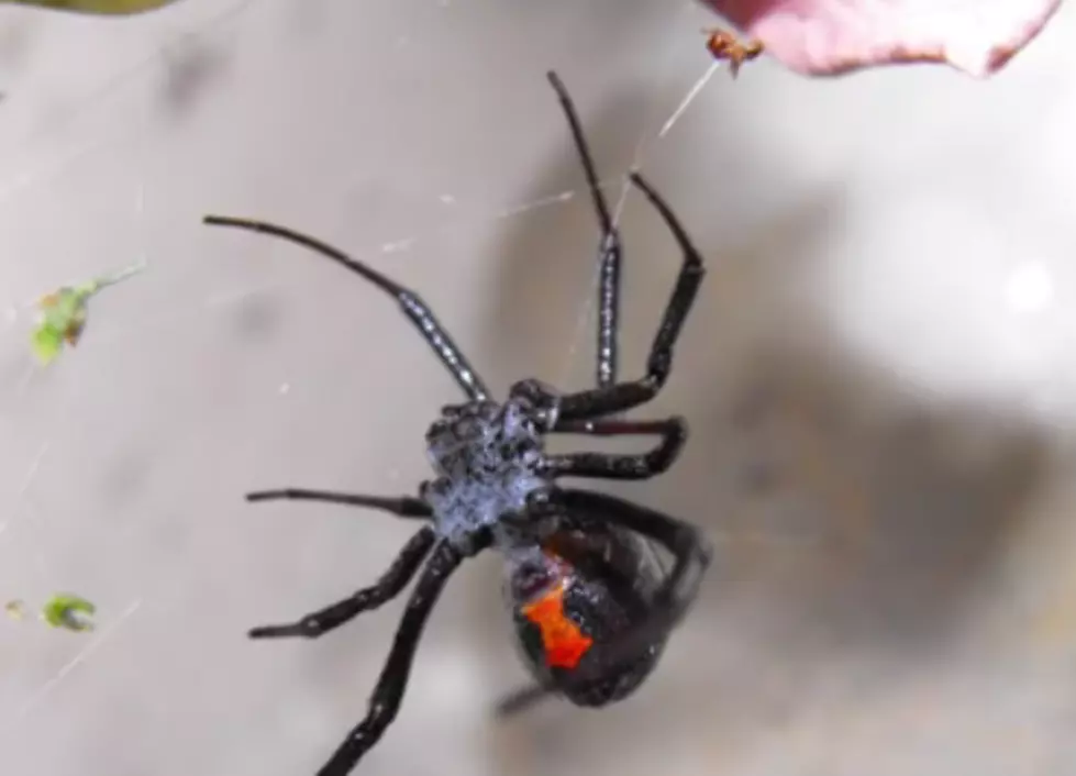 Are the 6 Most Venomous Spiders in Montana? [VIDEO]