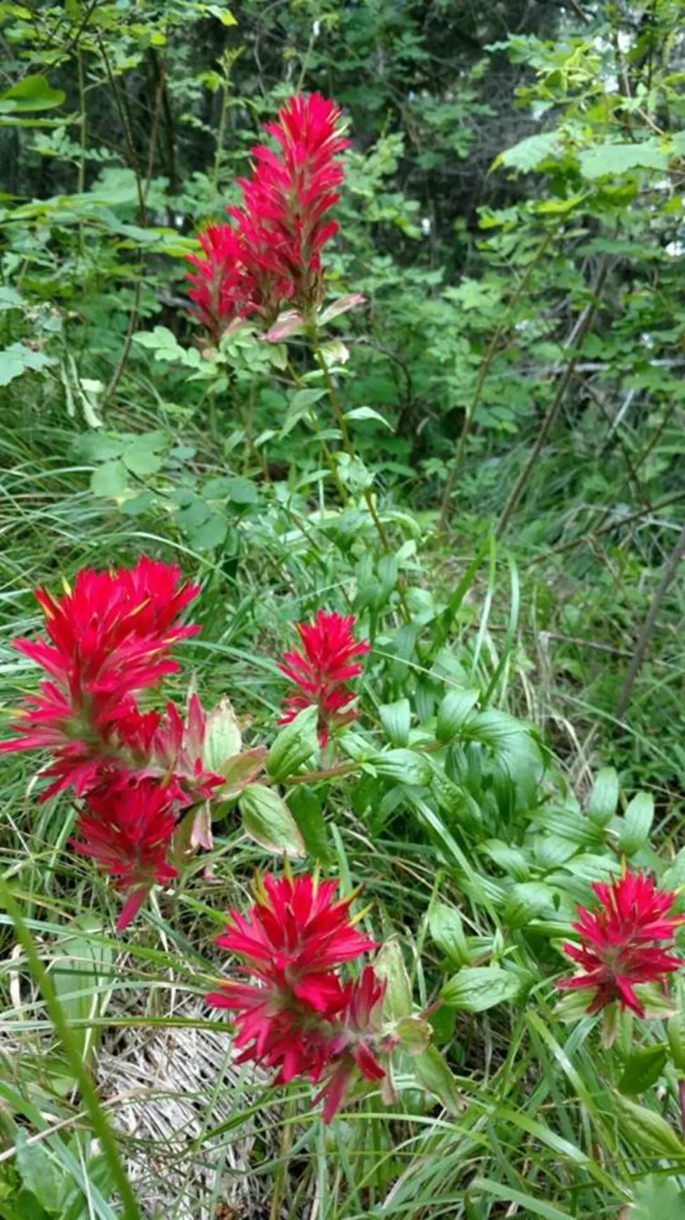 Pictures of Montana Wildflowers, Indian Paintbrush
