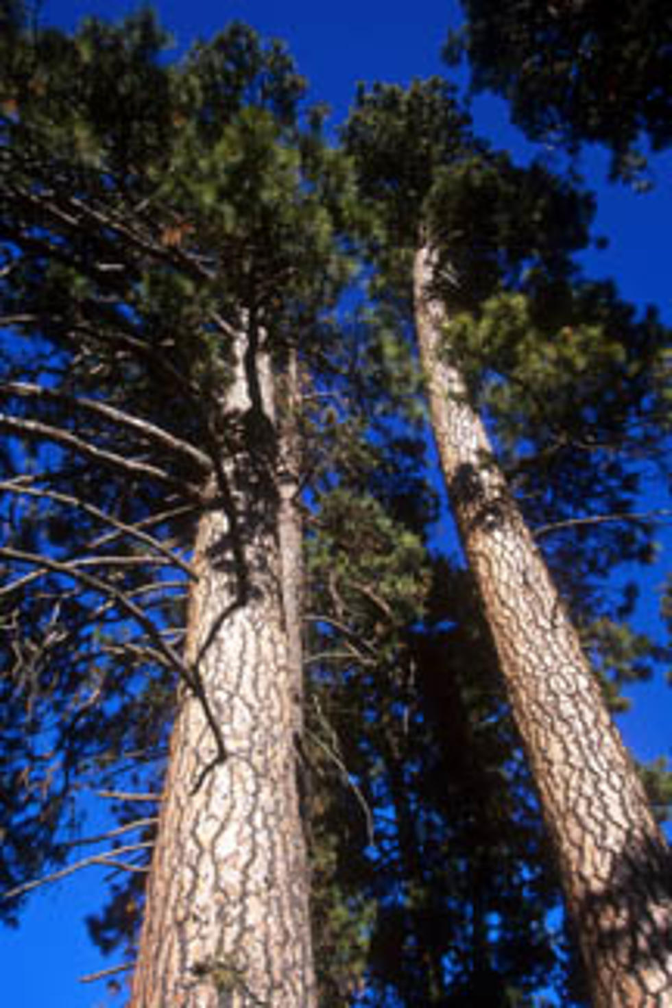 Montana State Tree, Looking Forward to Fall