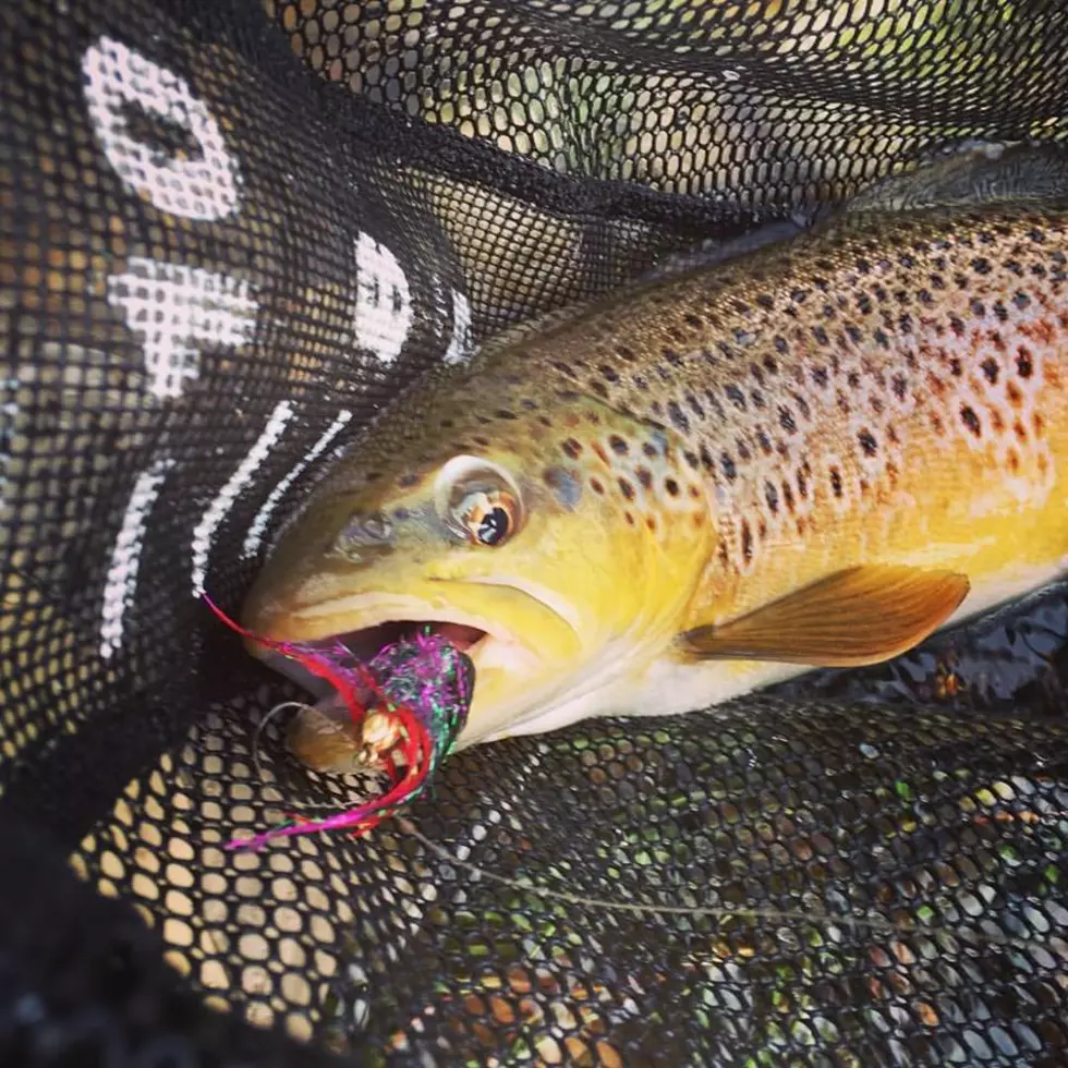 My First Time Eating Brown Trout