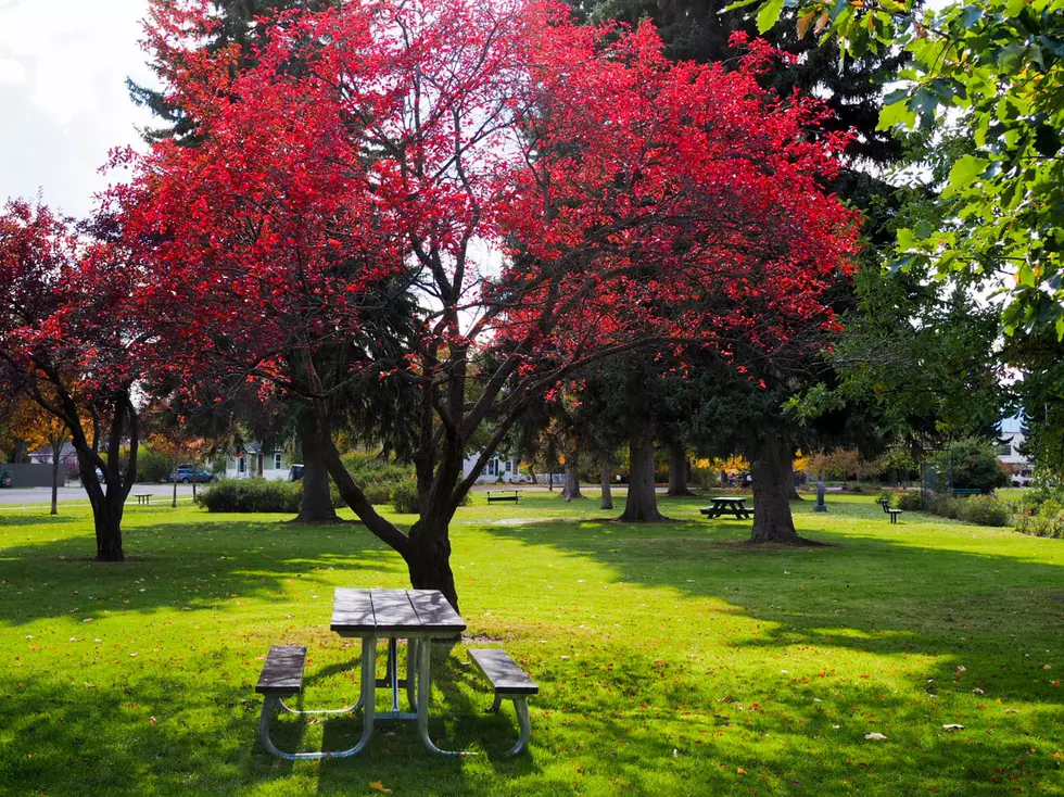 Fall Colors at Missoula Memorial Rose Garden – Did You Miss Them?