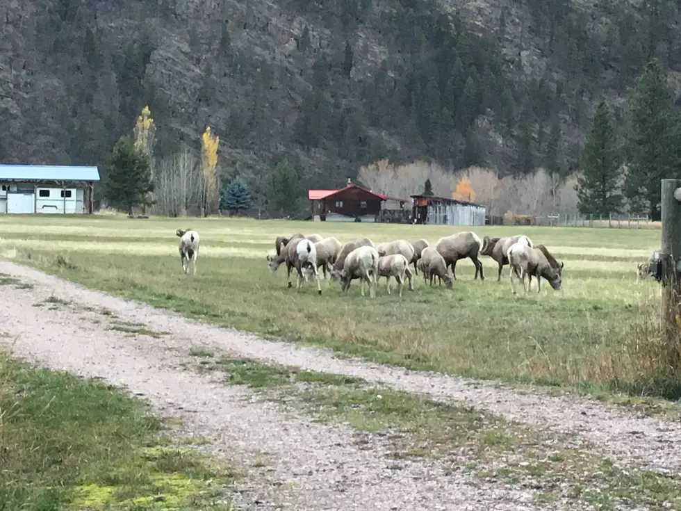 Photos of the Bighorn Rams and Ewes Up Rock Creek