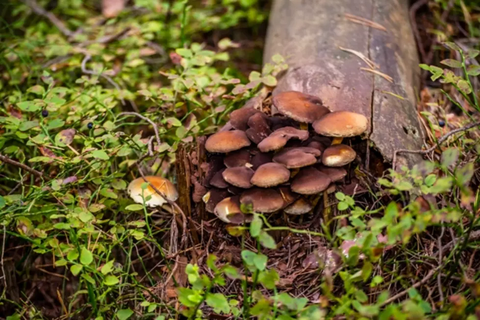 Do Montana Mushrooms Have the Magic?