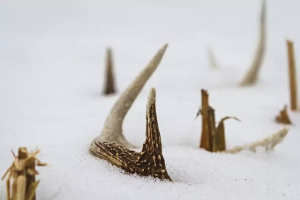 Western Montana Shed Hunters: Please Wait