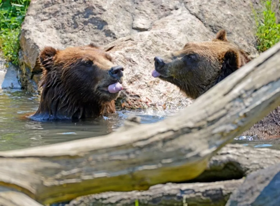 Are Yellowstone National Park Grizzly Bears Waking Up?