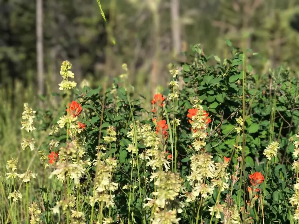 Summer Wildflowers in Montana (Photos)