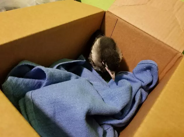 Attempting To Help Injured Bird From Our Backyard