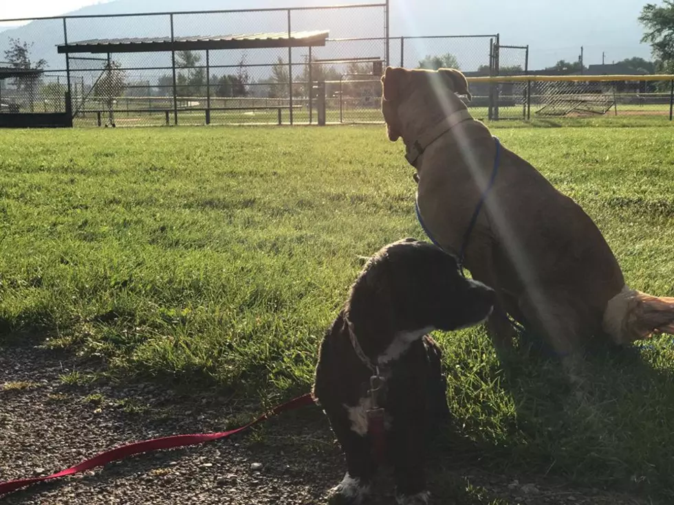 My Best Dog Friend Visited and Her Buddy Bucky