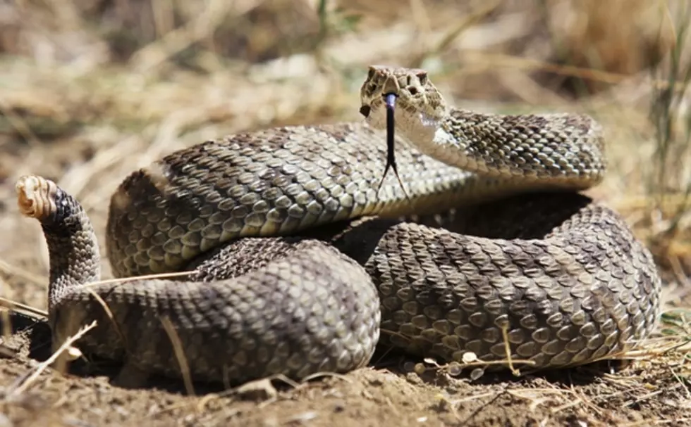 Caution More Rattlesnakes Reported In Missoula Valley