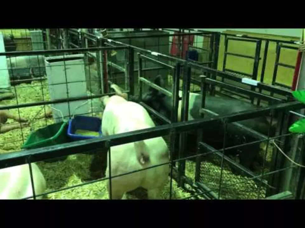 Montana Fair Excitement, Pig Fight ( Video)