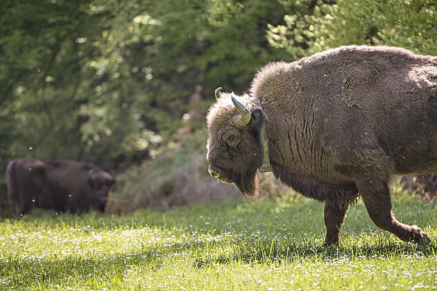 Montana National Bison Range Roundup Postponed