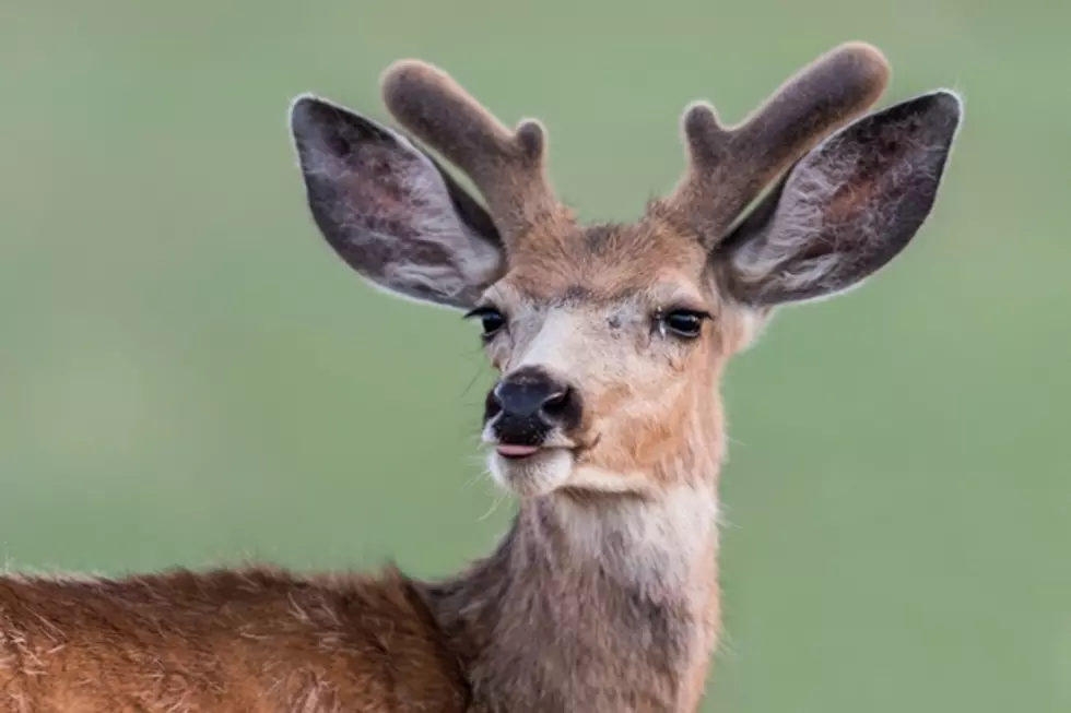 Montana Mule Deer Poachers Caught