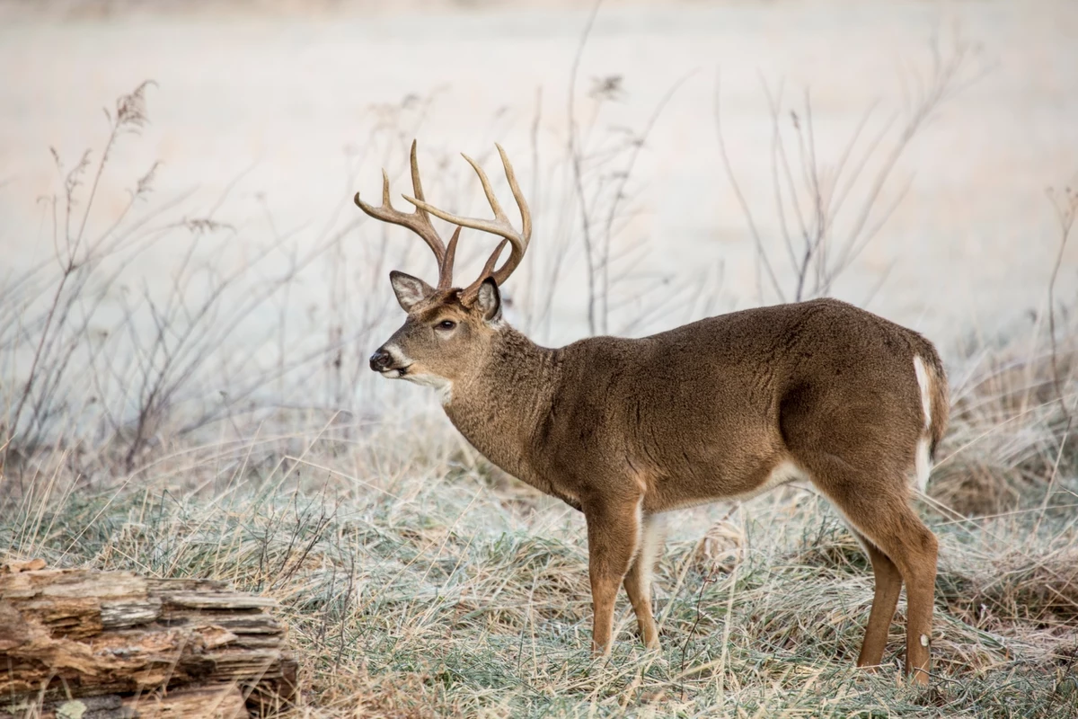 Montana's Best Rut Days Still Ahead This Hunting Season