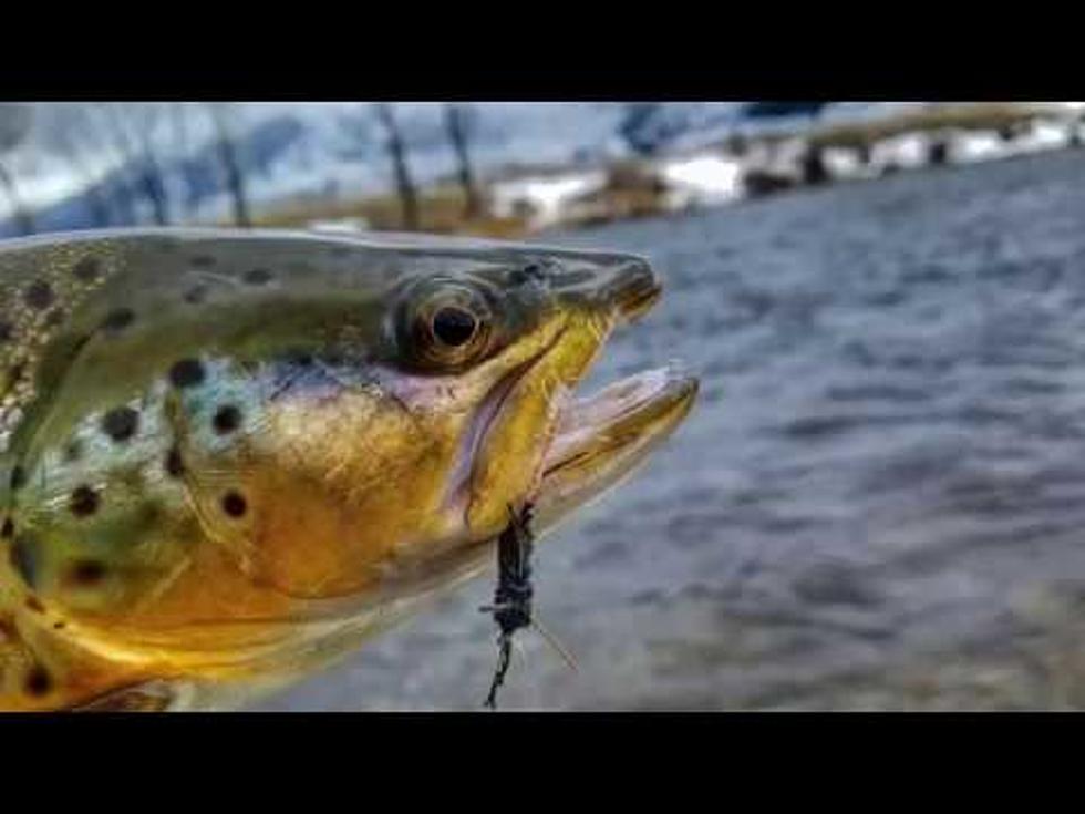 Dry Fly Fishing the Madison River in February 2018 [Video]