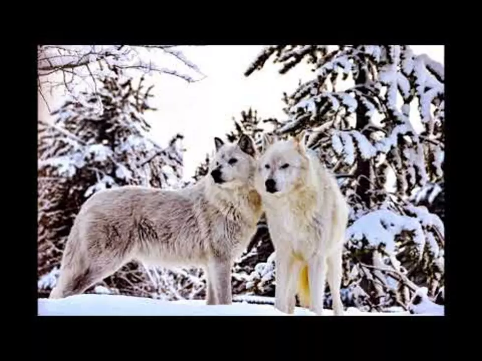 Yellowstone in Winter 2018 Video Makes You Want to Visit