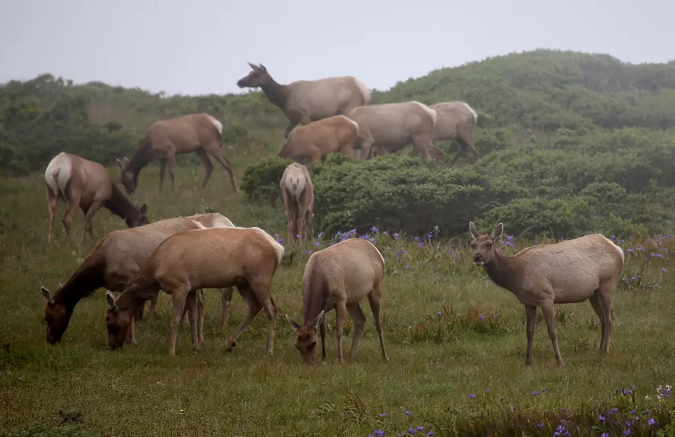Passing a Nice Herd of Elk in The Bitterroot [VIDEO]