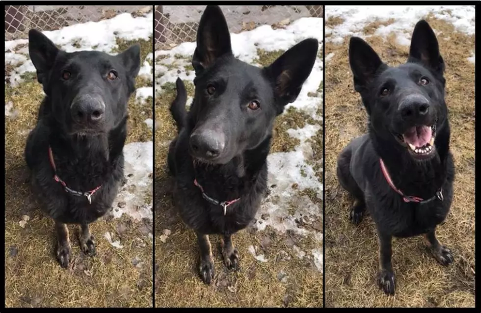 Missoula Animal Control, Pet of the Week Gypsy!