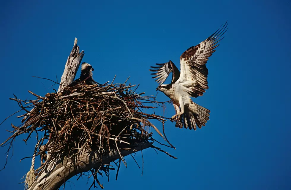 Missoula Osprey &#8211; the Birds not the Baseball Team &#8211; Back in Town