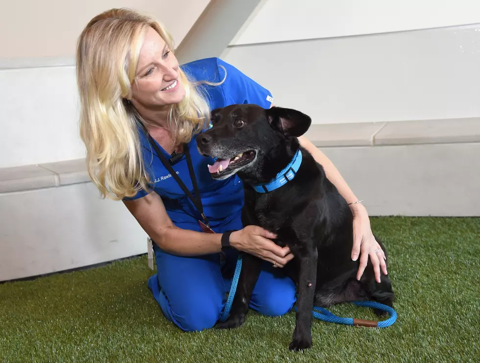 Missoula Animal Control Hosting Another Vaccine and Microchip Clinic