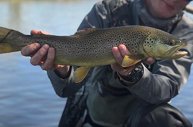 Netting Brown Trout for My Buddy
