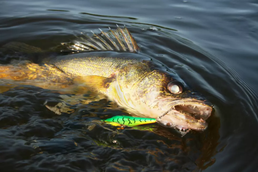Even Catch and Release is Currently Quite Deadly for Montana Walleye