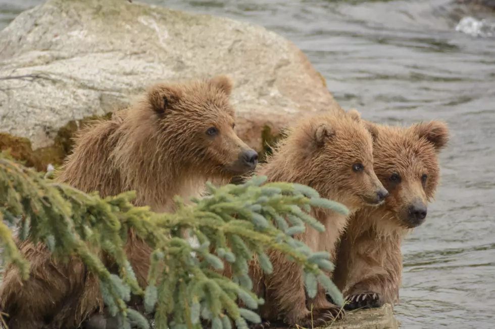 Update on Orphaned Montana Grizzly Cubs at Canadian Zoo