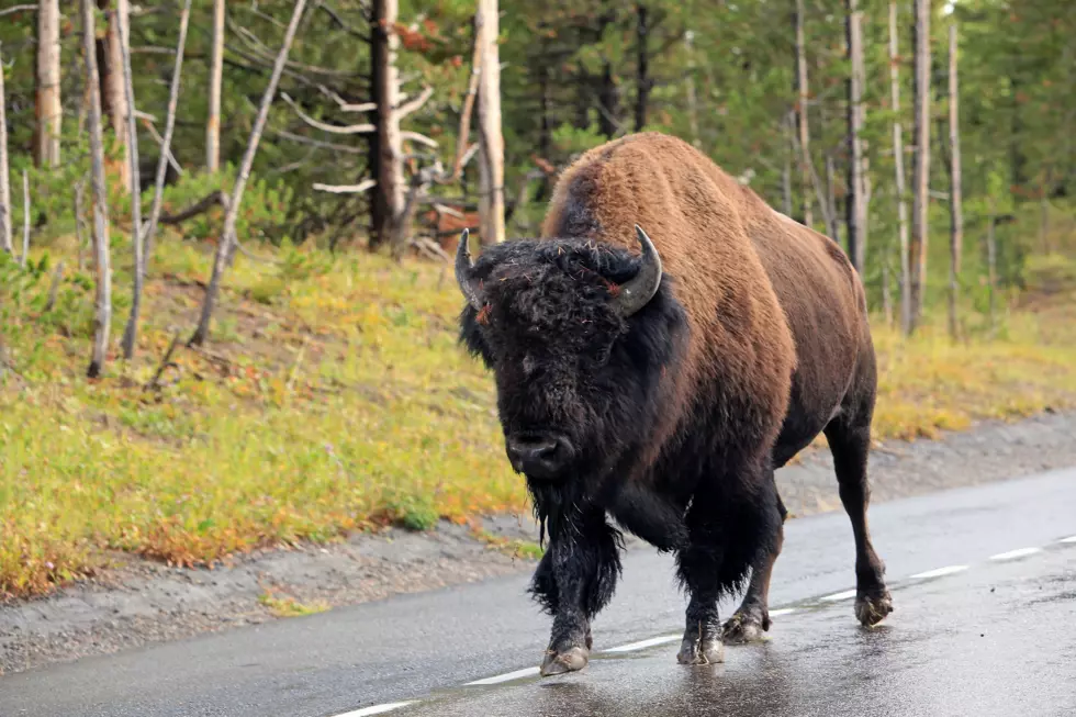 Yellowstone Park Tourist Thinks Bison Running Speed is Fake News