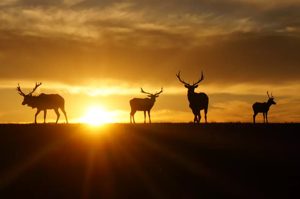 Hunters: Workshop in Missoula on Field Dressing, Preparing Wild Game