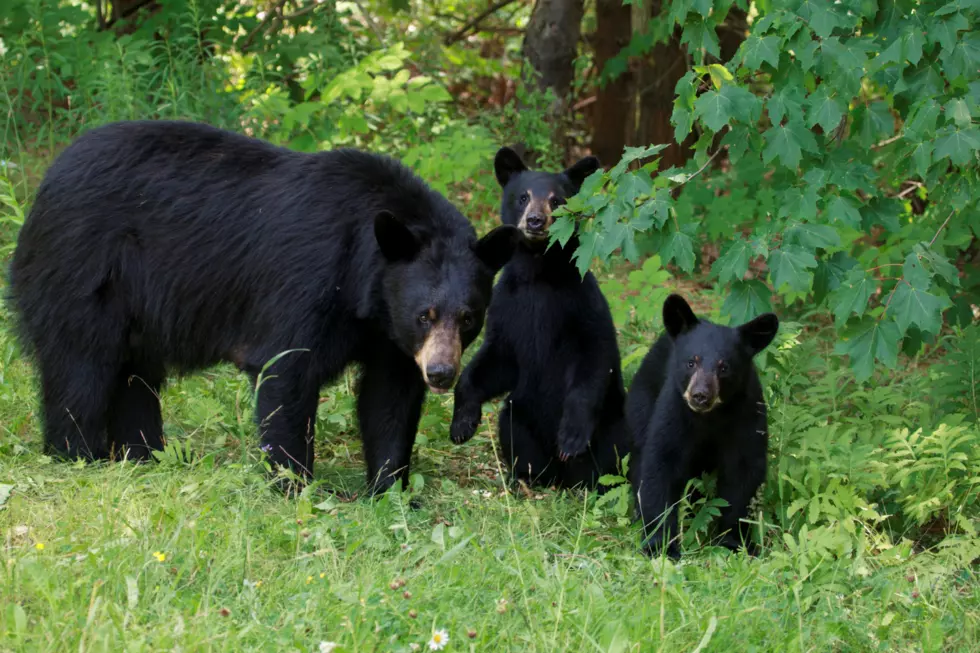 National Park Bears Fed by Humans, Mama Euthanized