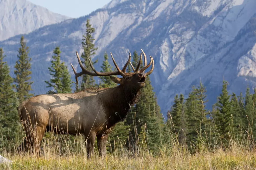 Another Western Montana Elk Poaching