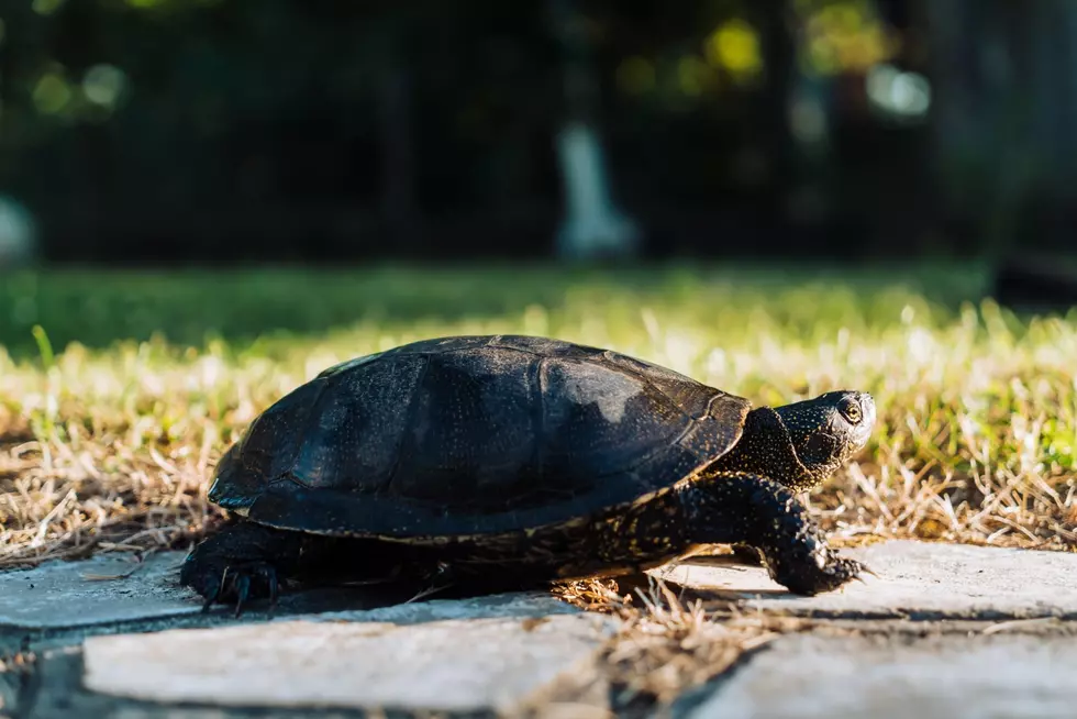 A Special Birthday for Diane the Service Turtle