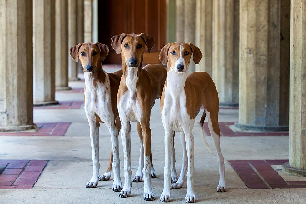 A Sleek and Fast Hound is the Newest Member of AKC
