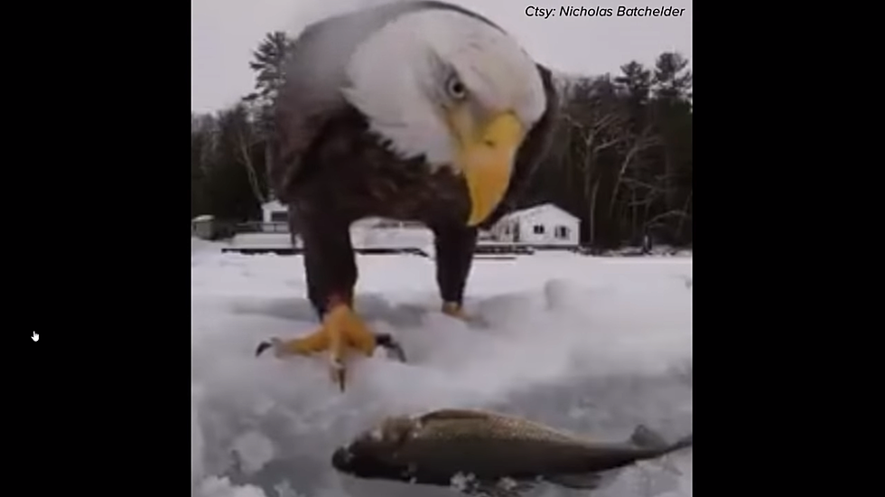 Fishermen Get Great Video of Eagle With GoPro Camera