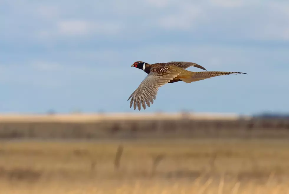 Get Your Tickets For Missoula Pheasants Forever Banquet